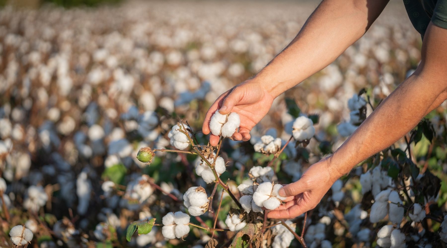 OEKO-TEX vs GOTS: Which Bedding Certification Matters Most?