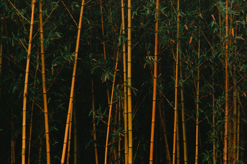 forest of bamboo