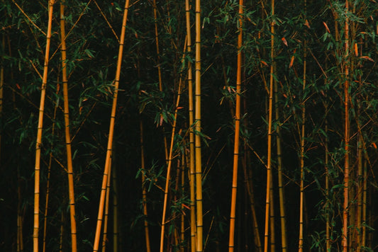 forest of bamboo
