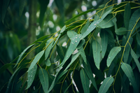 Looking for Softer Sheets? Why Eucalyptus Is the Secret to Luxurious, Hypoallergenic Bedding