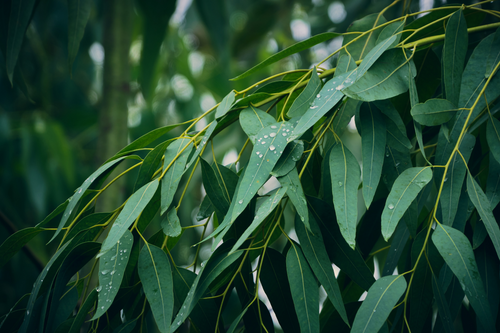 Looking for Softer Sheets? Why Eucalyptus Is the Secret to Luxurious, Hypoallergenic Bedding