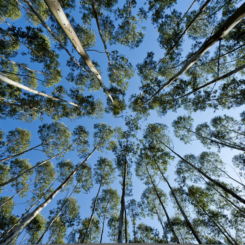 Tencel vs Cotton - What are the Differences?