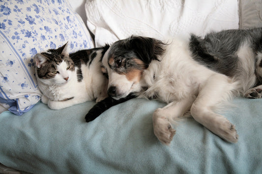 The Ultimate Guide to Pet-Friendly Bedding: How to Keep Your Bed Clean and Fur-Free