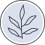 eucalyptus plant icon